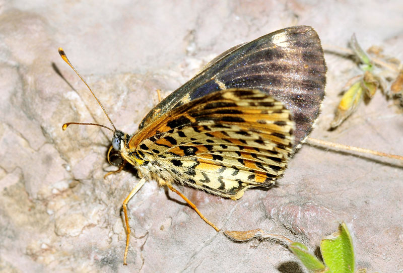 Nymphalidae indeterminata